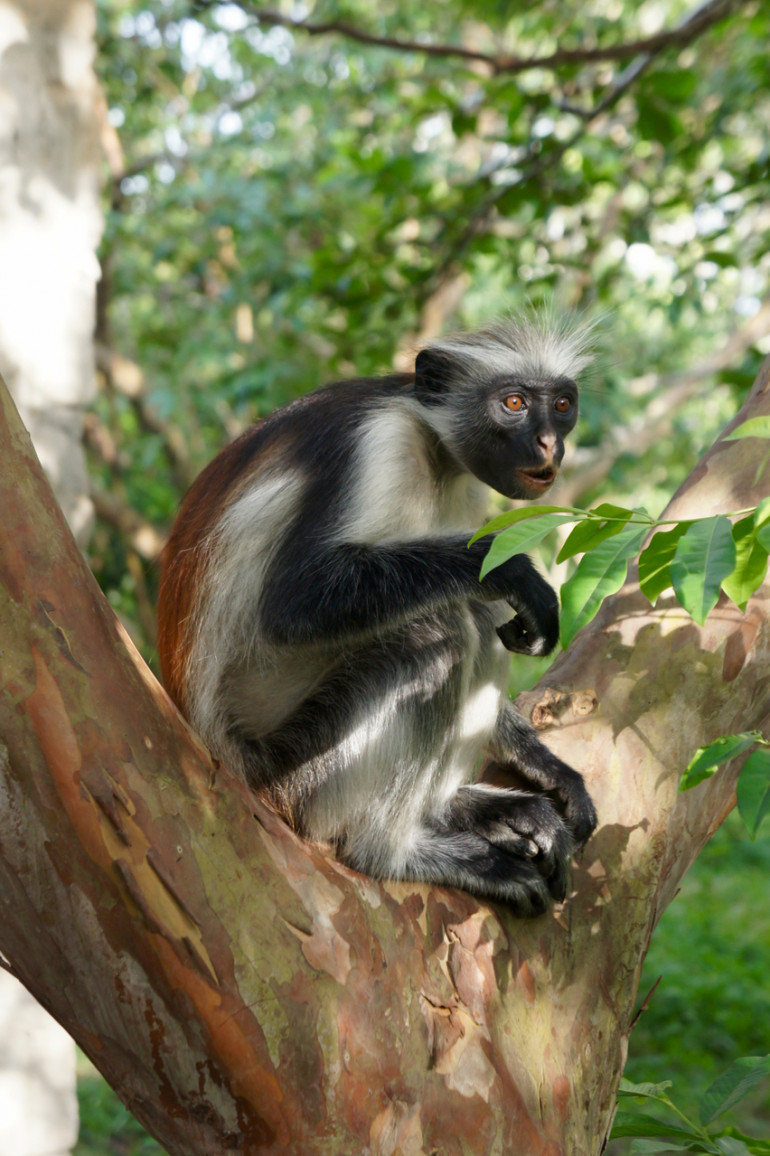 Endemická opica guaréza červená žije v Jozani Parku a rada są turistami zabáva.